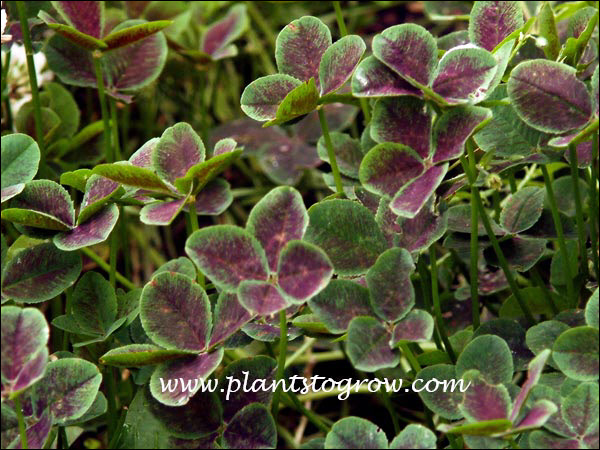 This group of plants was grown in a shaded spot so the color is not as pronounced